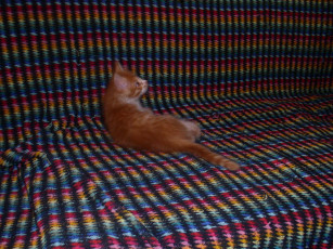 Картинка животные коты