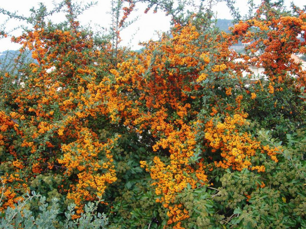 Обои картинки фото 