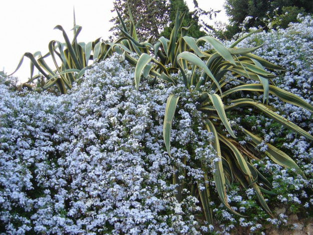 Обои картинки фото цветочная, стена, цветы, разные, вместе