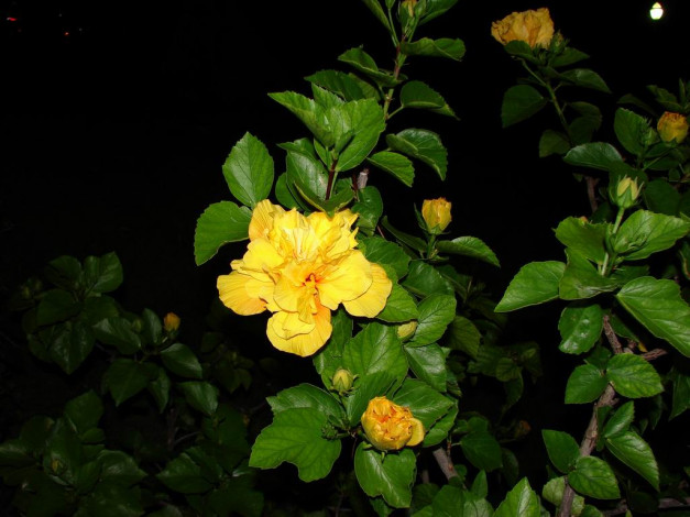 Обои картинки фото цветок, цветы, гибискусы