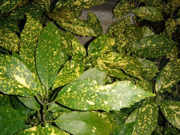 Обои картинки фото цветы, монако