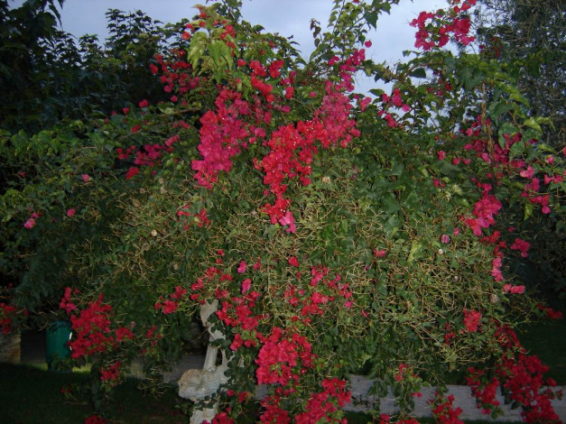 Обои картинки фото цветы, монако, бугенвиллея