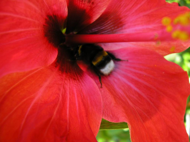 Обои картинки фото цветы, монако, гибискусы