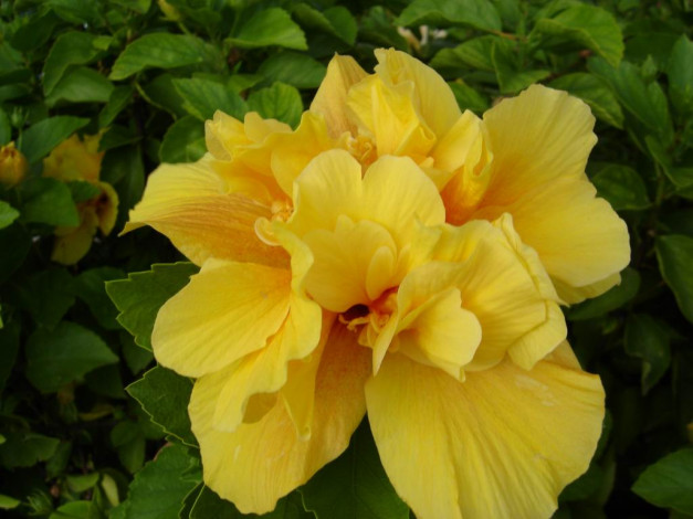 Обои картинки фото цветы, монако, гибискусы