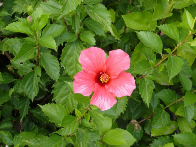 Обои картинки фото цветы, монако, гибискусы