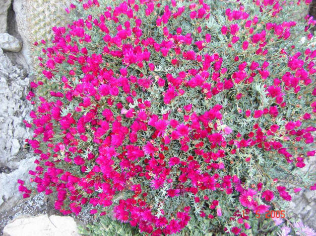 Обои картинки фото цветы, монако, хризантемы