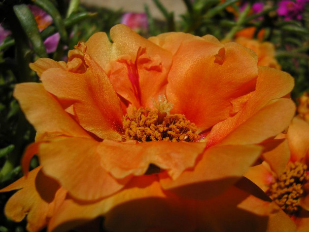 Обои картинки фото цветы, монако, портулак