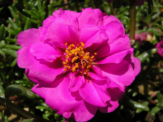 Обои картинки фото цветы, монако, портулак