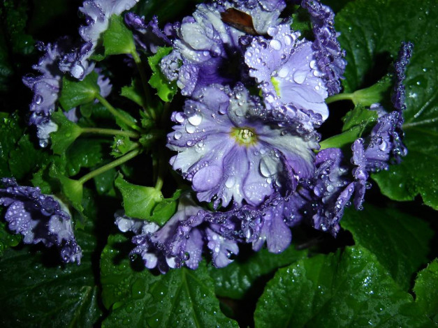 Обои картинки фото цветы, монако, примулы