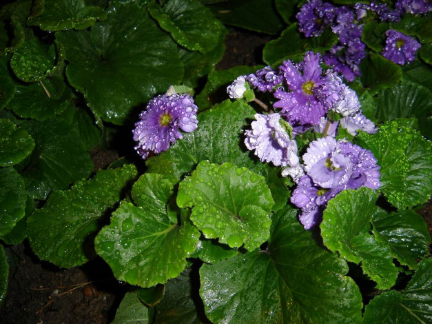 Обои картинки фото цветы, монако, примулы