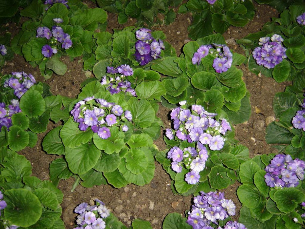 Обои картинки фото цветы, монако, примулы