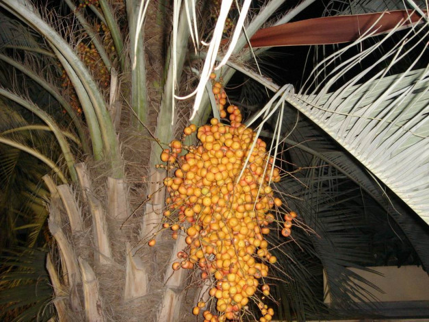 Обои картинки фото цветы, монако, природа, деревья