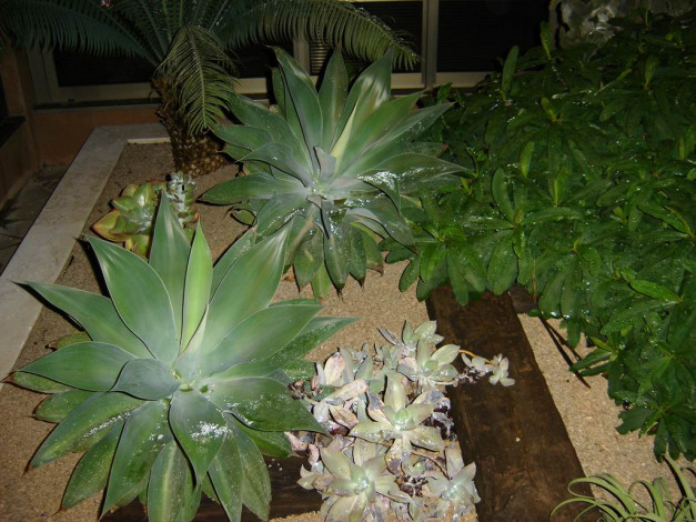 Обои картинки фото цветы, монако, разные, вместе