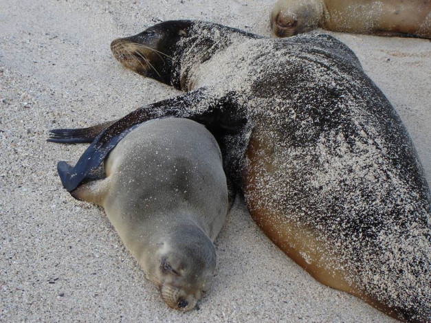 Обои картинки фото котики, животные, тюлени, морские, львы