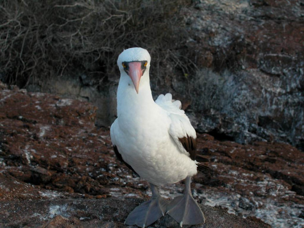 Обои картинки фото мелкий, галапагосский, птич, животные, олуши
