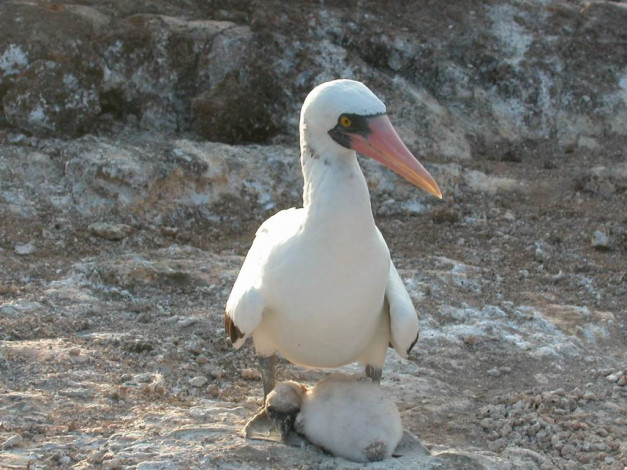 Обои картинки фото мелкий, галапагосский, птич, животные, олуши