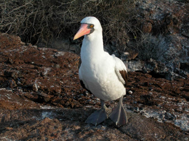 Обои картинки фото мелкий, галапагосский, птич, животные, олуши