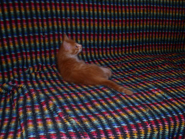 Обои картинки фото животные, коты