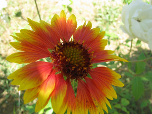 Картинка цветы гайлардии гелениумы