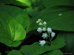 Картинка цветы ландыши