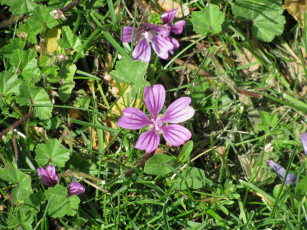 Картинка цветы луговые полевые