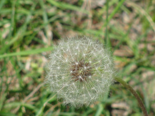 Картинка цветы одуванчики