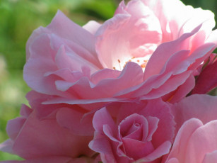 Картинка цветы розы