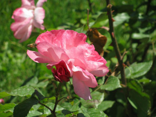 Картинка цветы розы