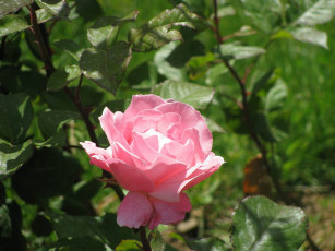 Картинка цветы розы