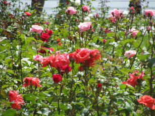 Картинка цветы розы