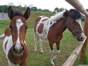 Картинка животные лошади