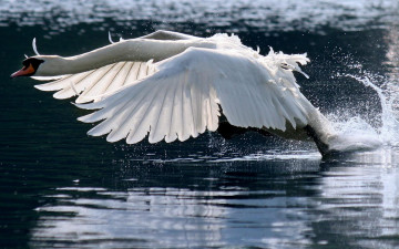 Картинка животные лебеди