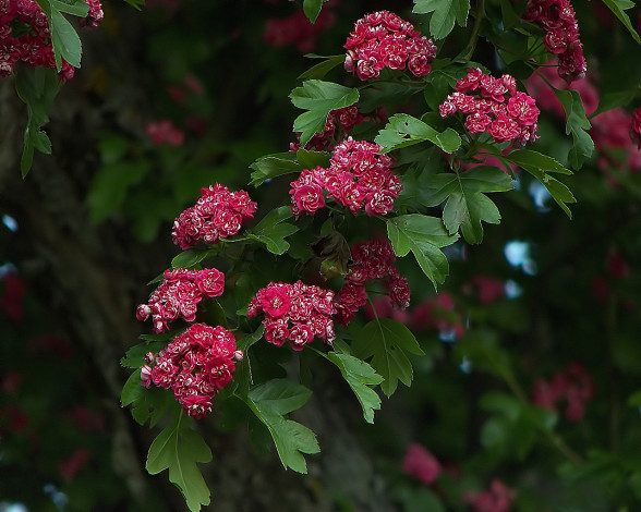 Обои картинки фото цветы, цветущие, деревья, кустарники