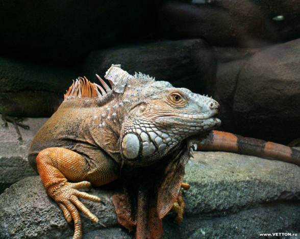 Обои картинки фото животные, Ящерицы, игуаны, вараны