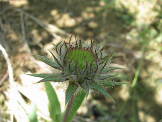 Обои картинки фото цветы, гайлардии, гелениумы