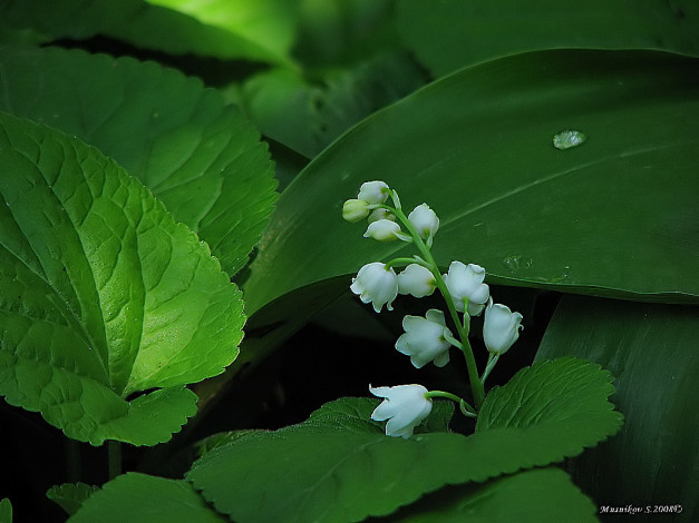 Обои картинки фото цветы, ландыши