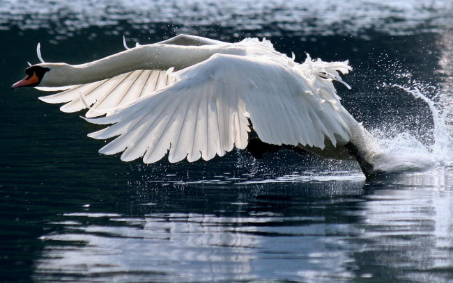 Обои картинки фото животные, лебеди