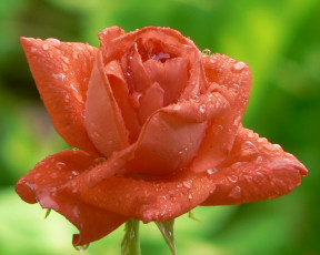 Картинка цветы розы