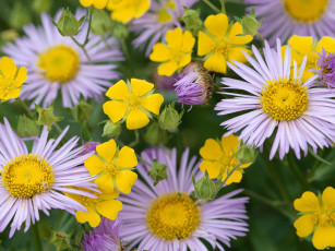 Картинка цветы разные вместе