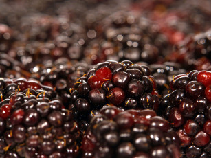 Картинка еда ежевика