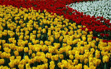 Картинка цветы тюльпаны