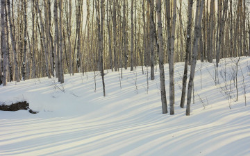 Картинка природа деревья