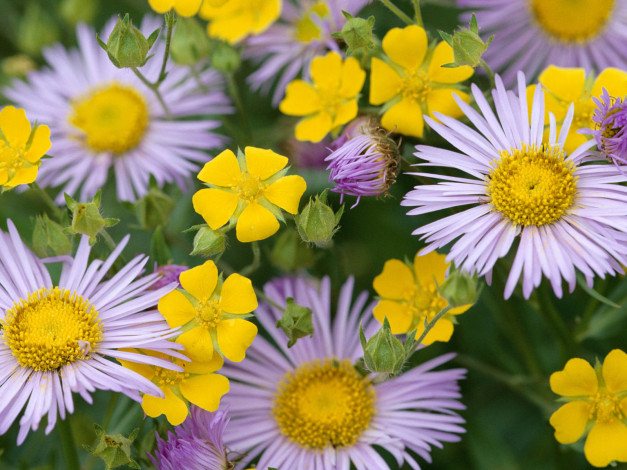 Обои картинки фото цветы, разные, вместе