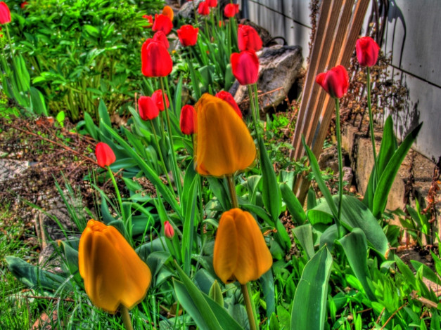 Обои картинки фото цветы, тюльпаны