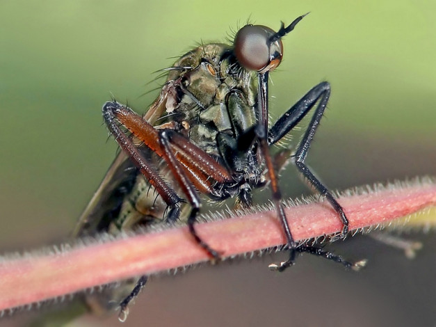 Обои картинки фото moskaev, что, сидишь, невесел, ты, голову, повесил, животные, насекомые