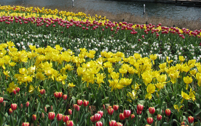 Обои картинки фото цветы, тюльпаны