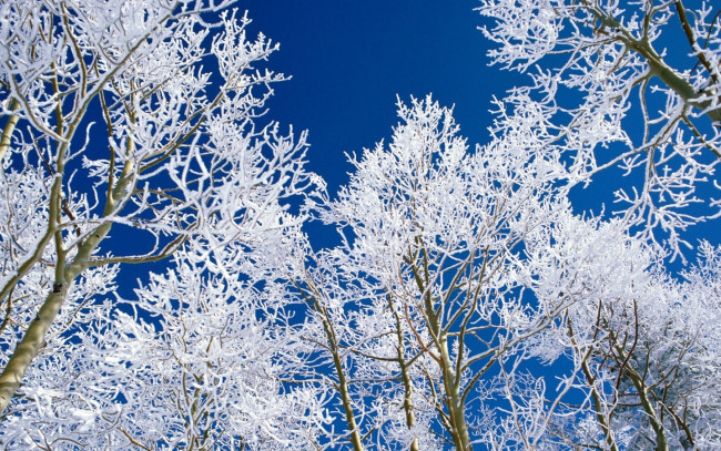 Обои картинки фото природа, деревья