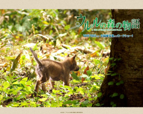 Картинка животные собаки