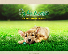 Картинка животные собаки