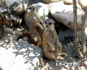 Картинка животные сурикаты